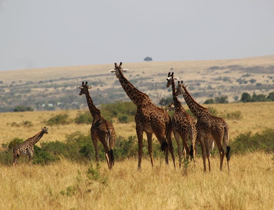 İstanbul Çıkışlı Kenya & Tanzanya Büyük Göç Safari Turu | THY ile 9 Gece